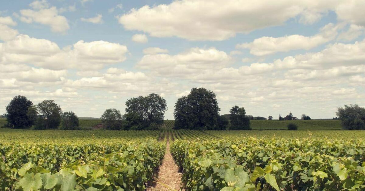 Volnay 1er cru Les Mitans, Domaine Serrigny